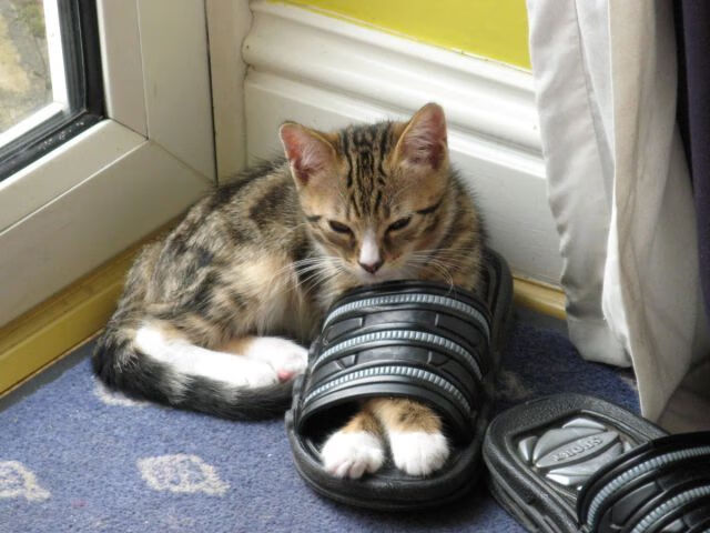 开云入口-2024年德国队表现：如何在混合团体赛中脱颖而出，一四年德国队阵容