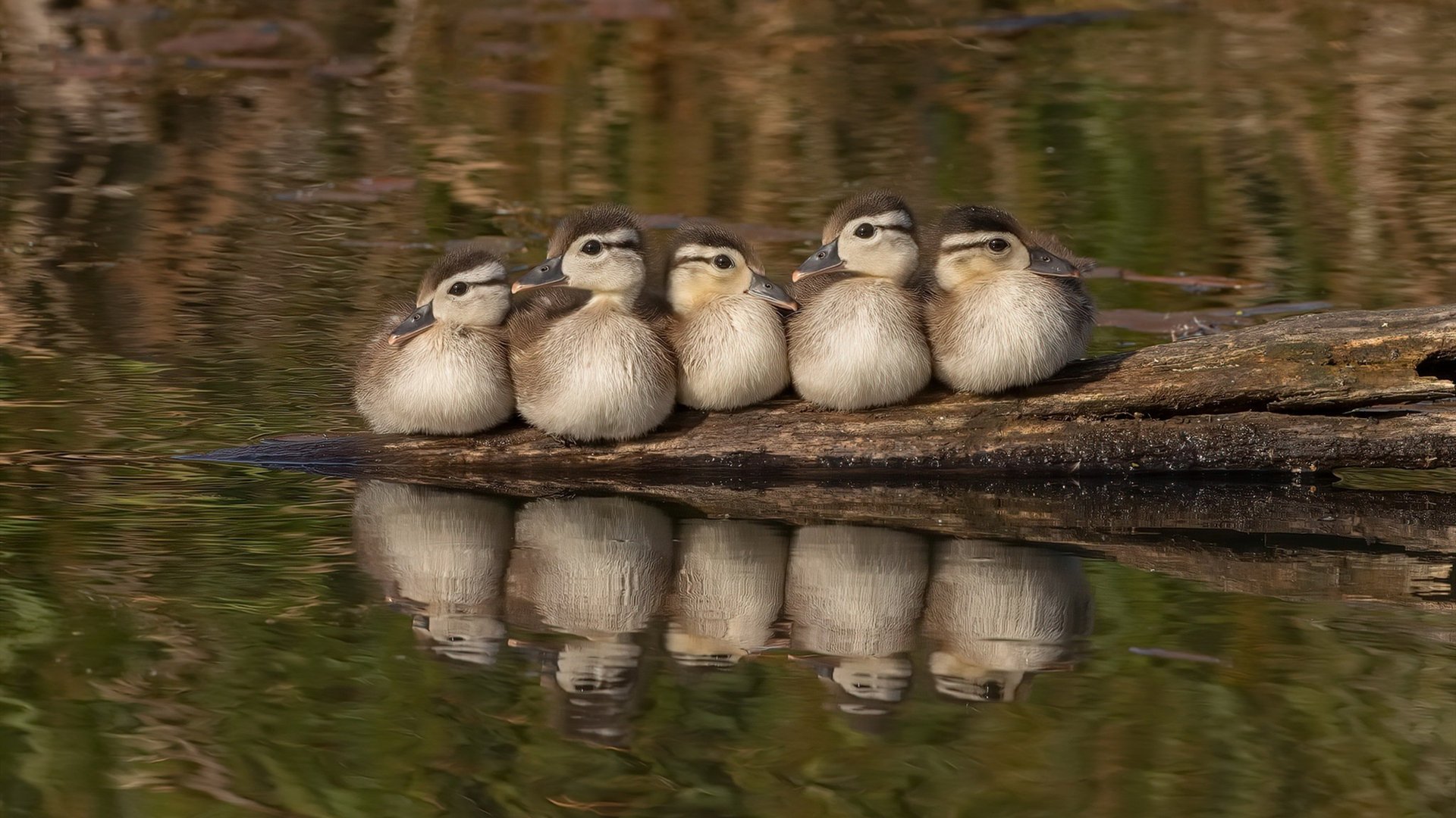 kaiyun开云·官方网站-“2025世界运动会：高新体育中心健力赛场，选手力量与技术的结合”