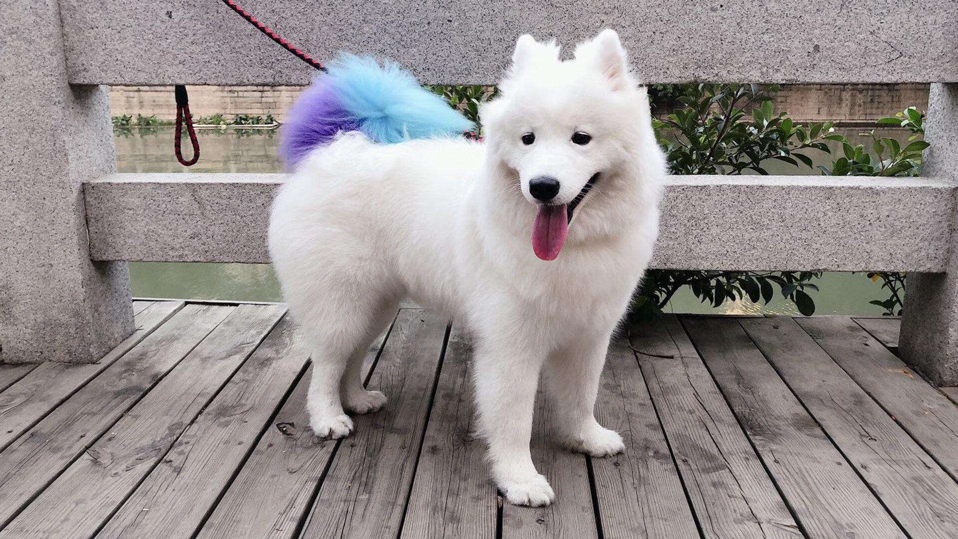 开云下载-中国女篮内线球员发挥出色 成为取胜保障，中国女篮队员美女