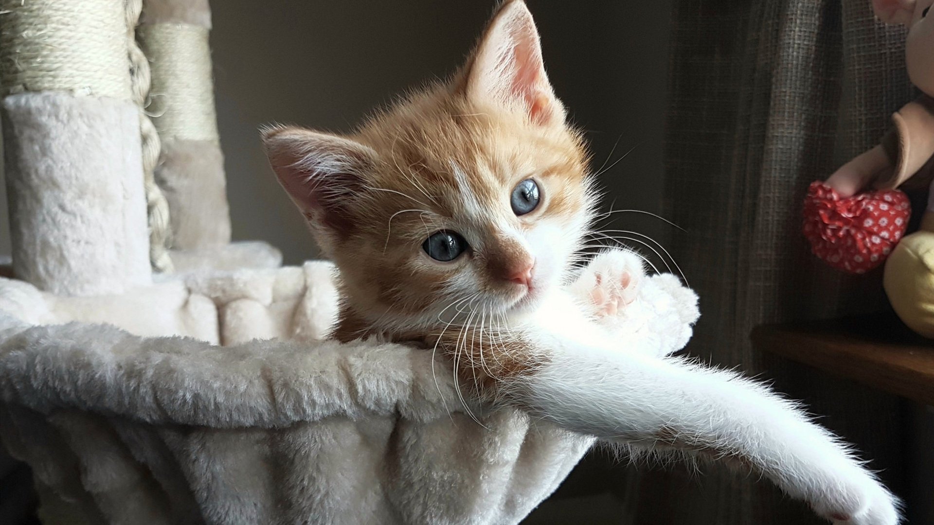 开云备用-周琦能否成为中国篮球的新核心，周琦篮协